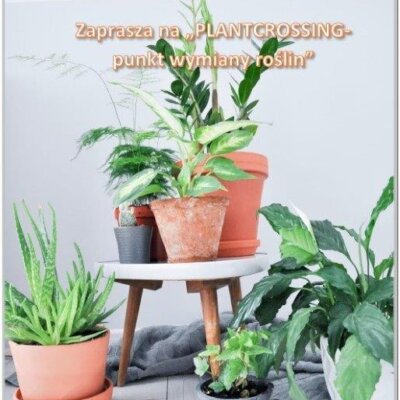 Plakat promujący: rośliny doniczkowe umieszczone na trójnogim taborecie, w otoczeniu innych roślin doniczkowych. Nagłówek: logo i nazwa biblioteki oraz szczegóły zaplanowanego spotkania